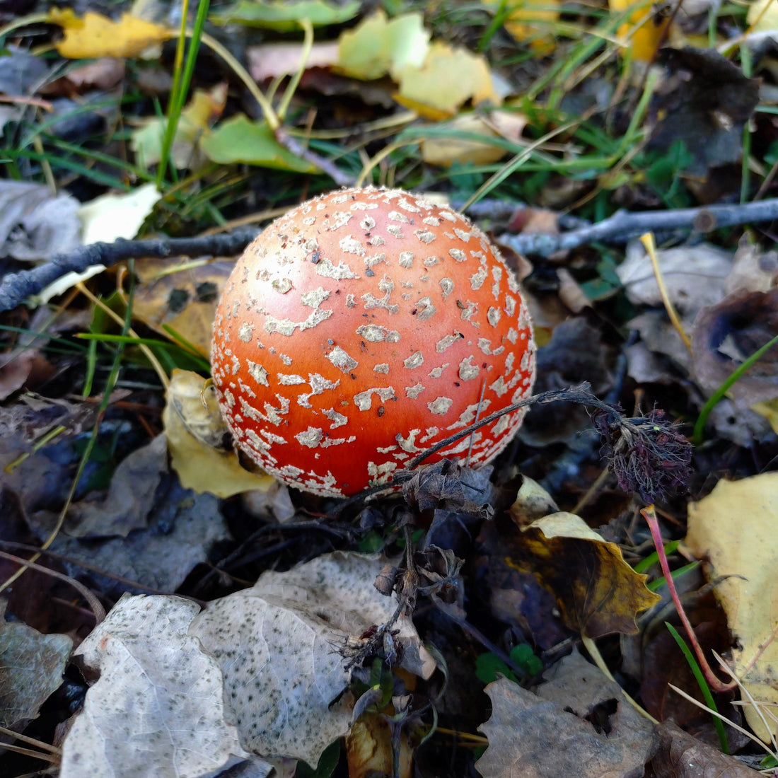無口な子