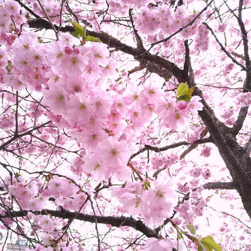 SAKURA SAKURA.