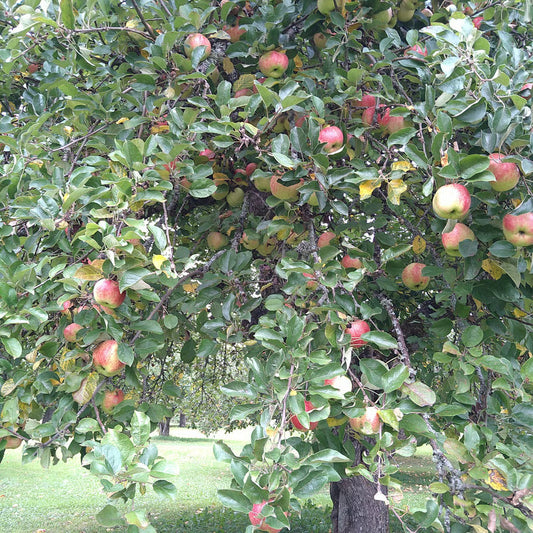 お城のリンゴ🍎再び