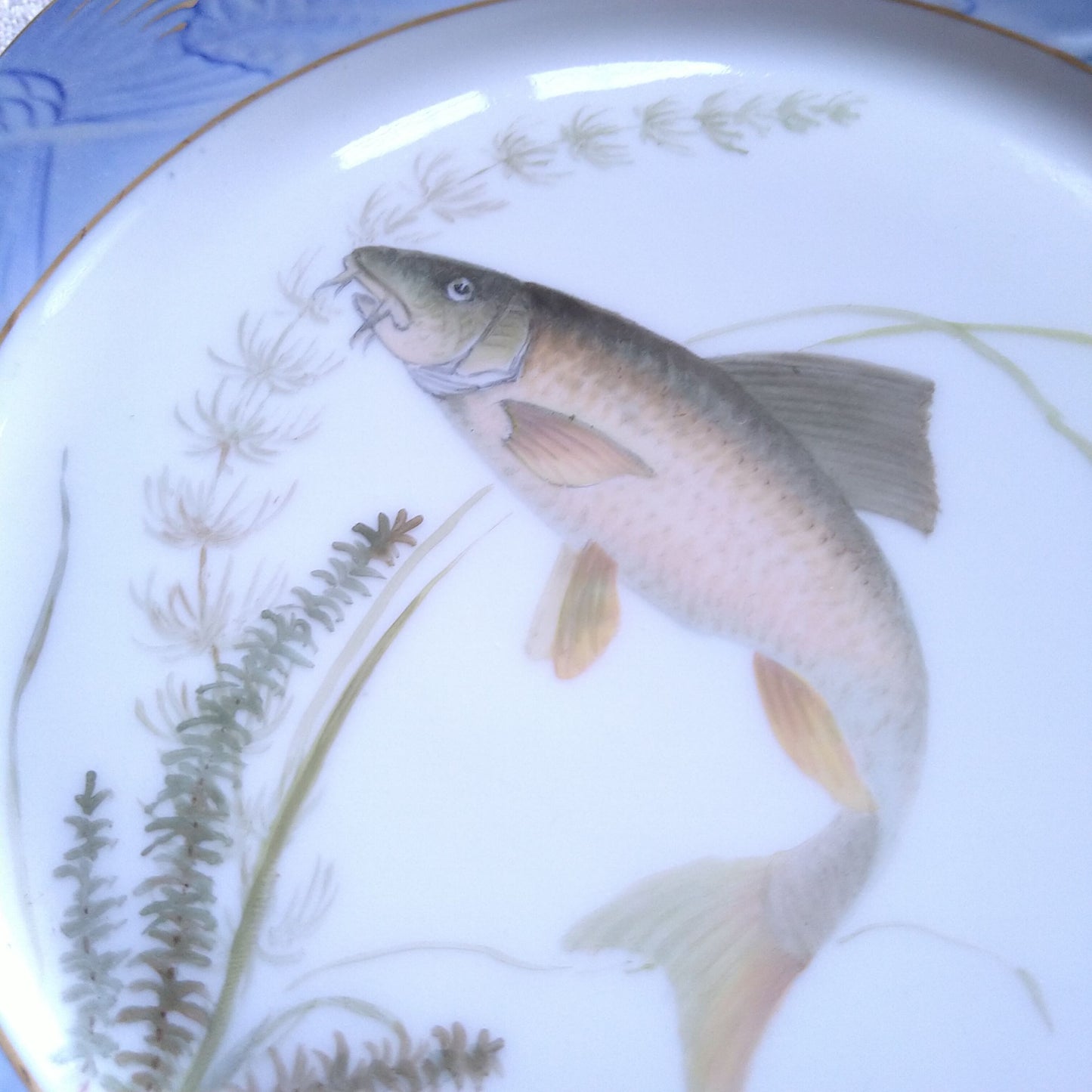 1924～1934年RoyalCopenhagenコイ亜科淡水魚バーベル🐟さかなのお皿は大きさ約22.5㎝L×22.5㎝Wです。
