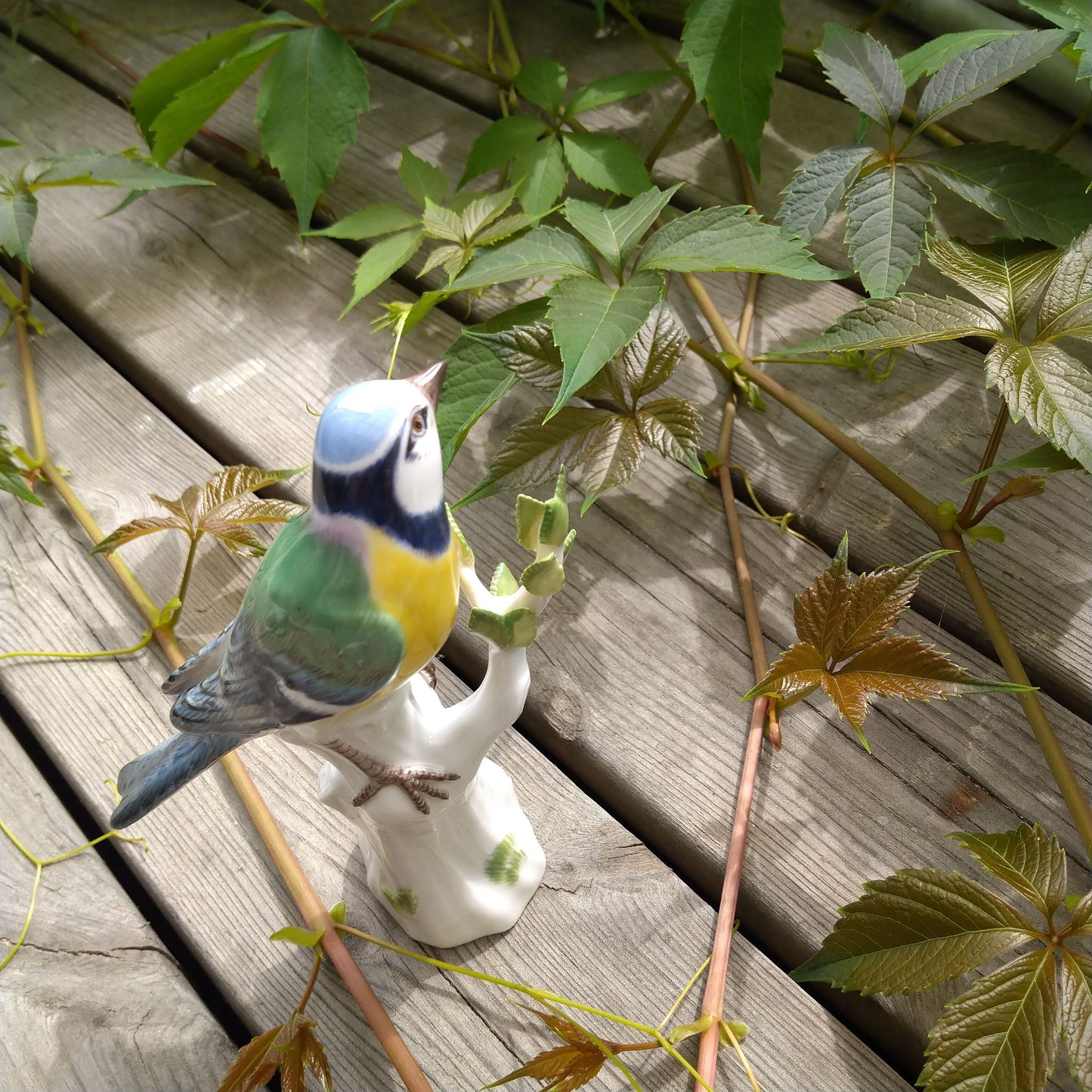麥森 青雀