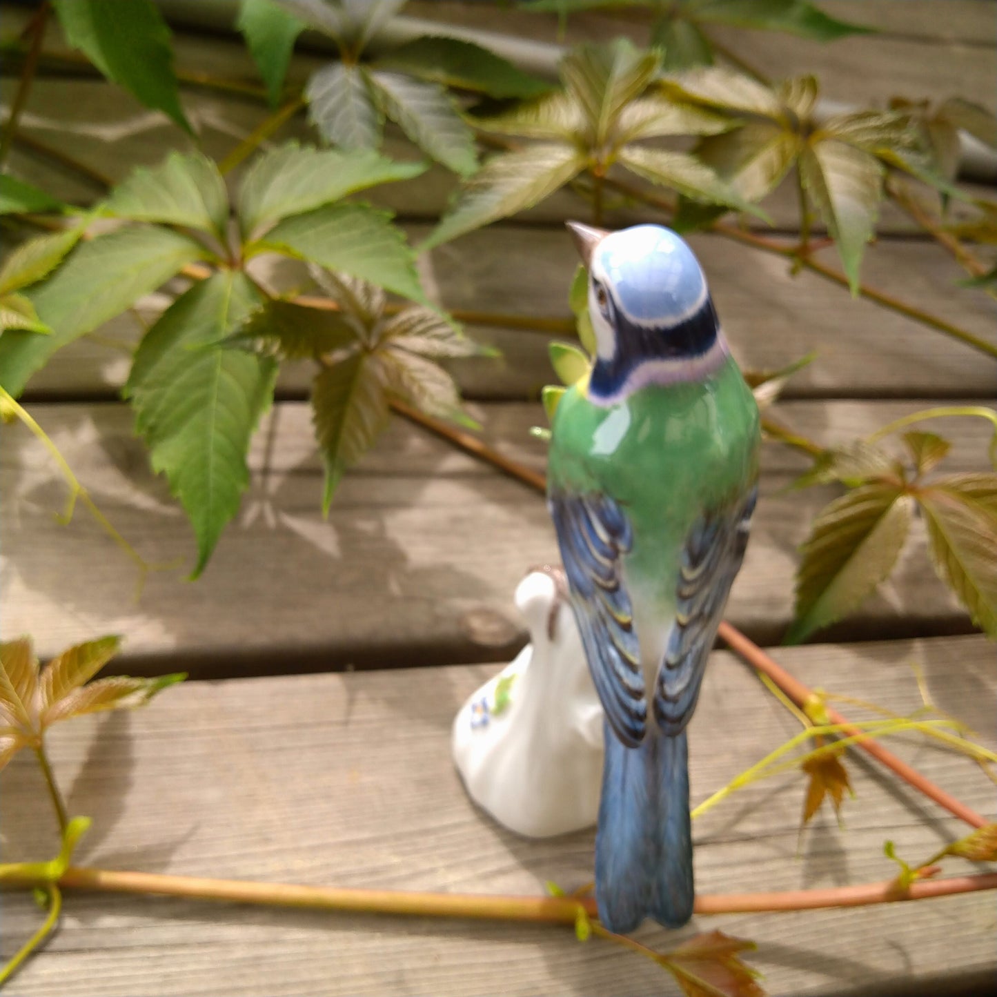 麥森 青雀